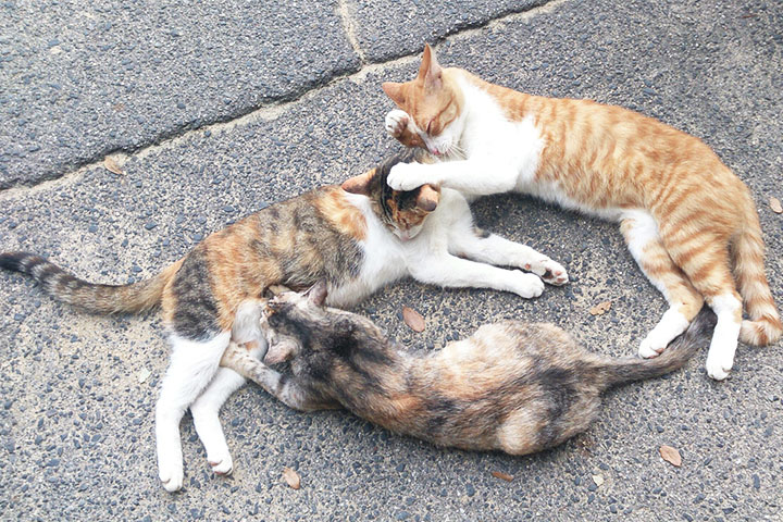 猫さん